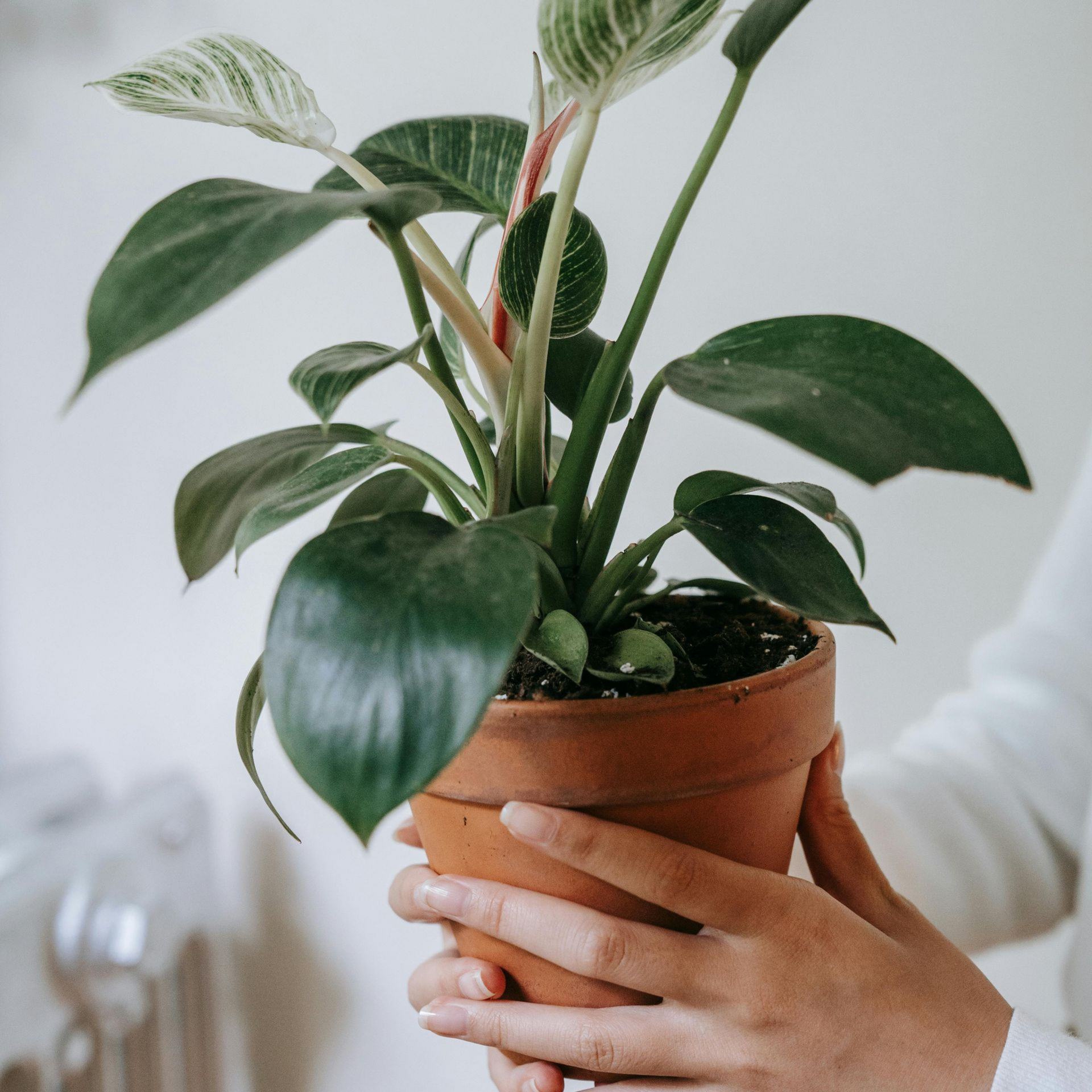 Planten verzorging bij Van der Vijver
