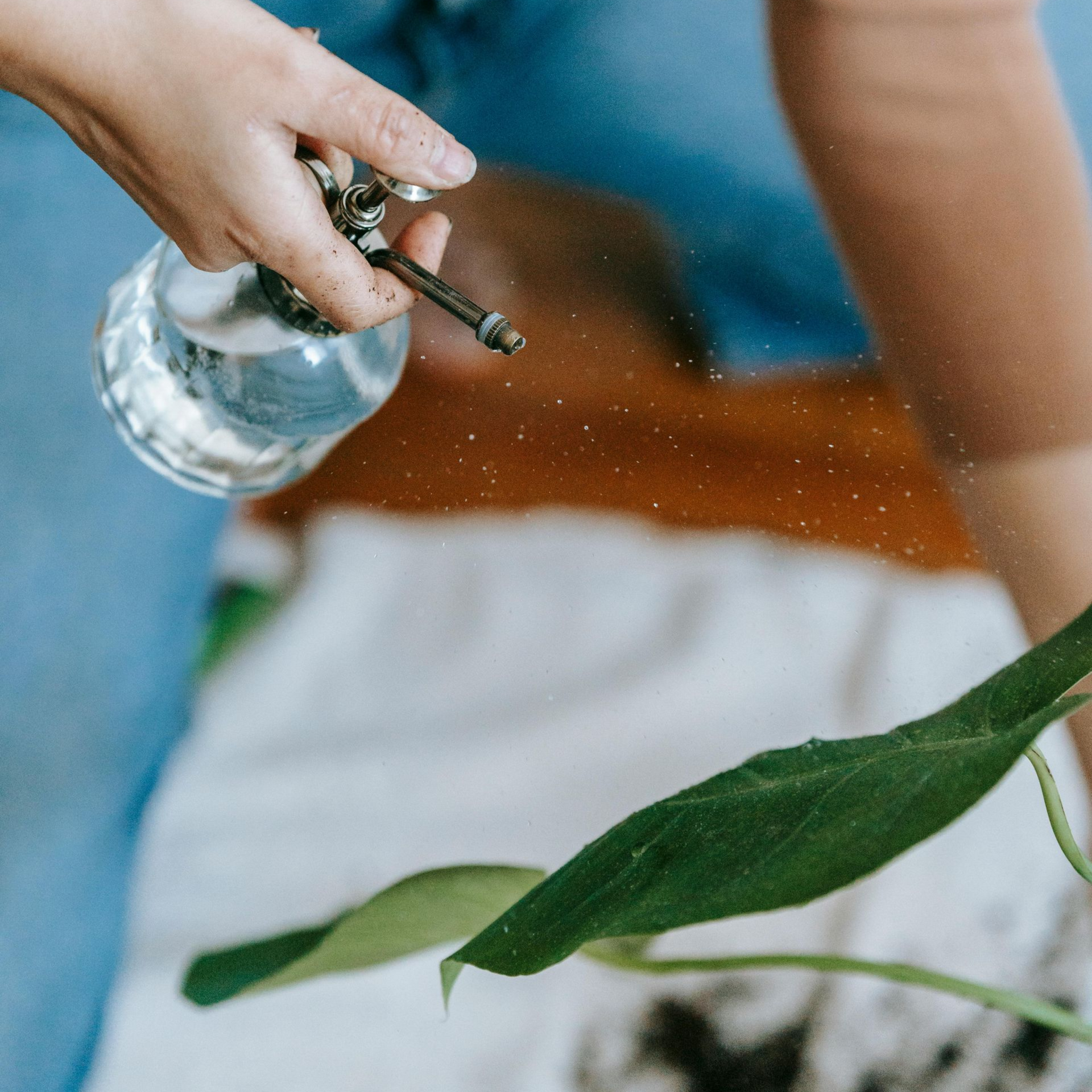 Planten verzorging bij Bloemengroothandel van der Vijver