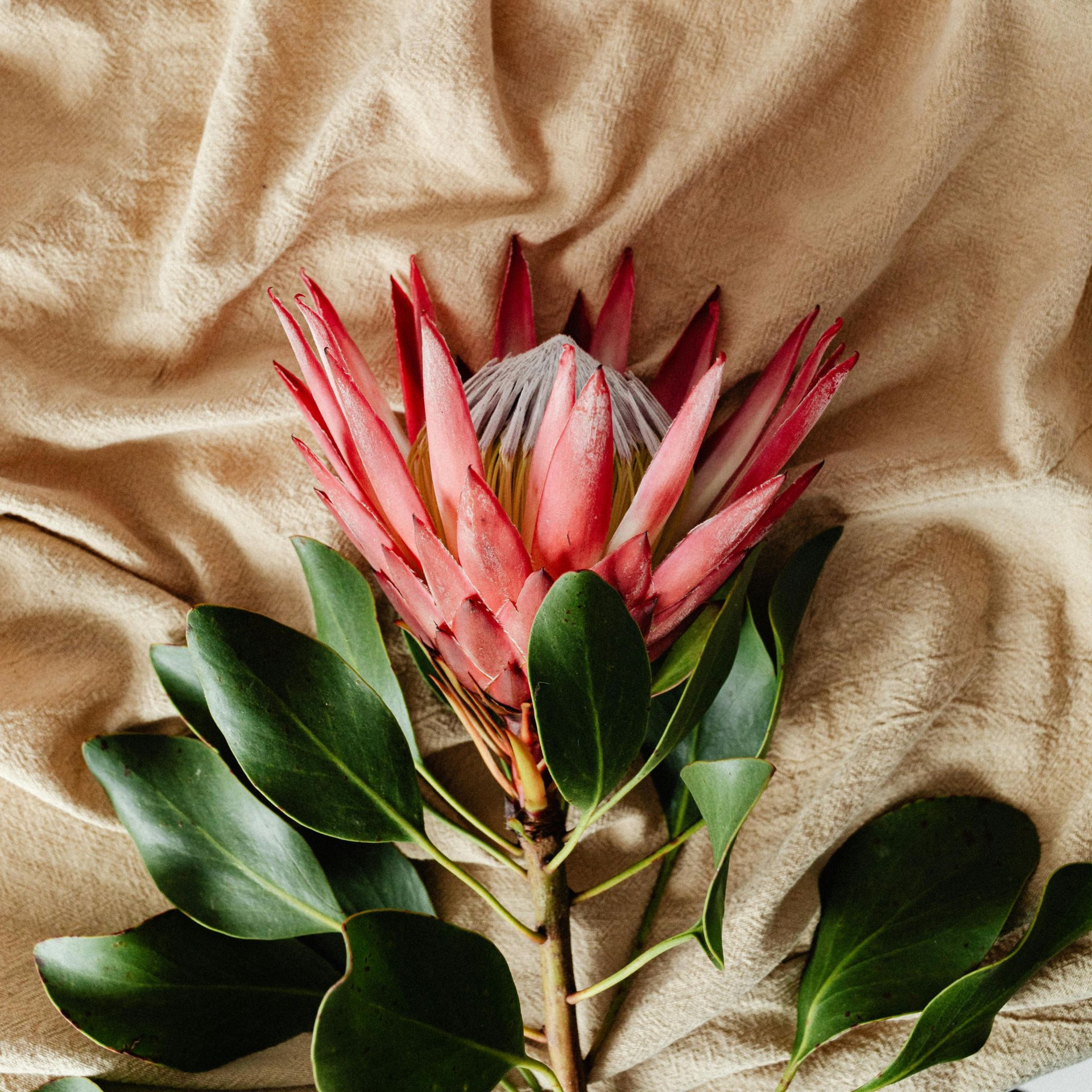 Protea beschikbaar bij Bloemengroothandel Van der Vijver