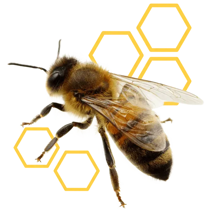 Laguna Hills Bee Removal