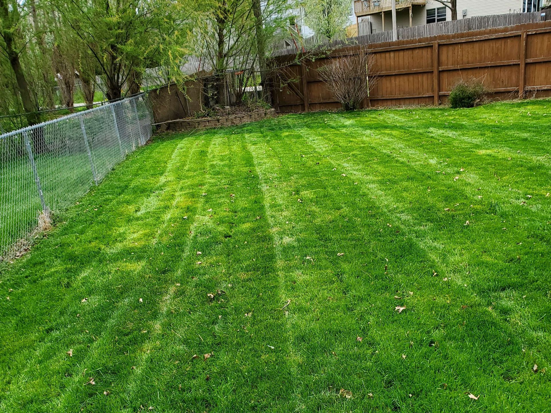 Lawn with fresh cut stripes, bordered by a chain-link fence and a wooden fence, with trees and a house in the background.