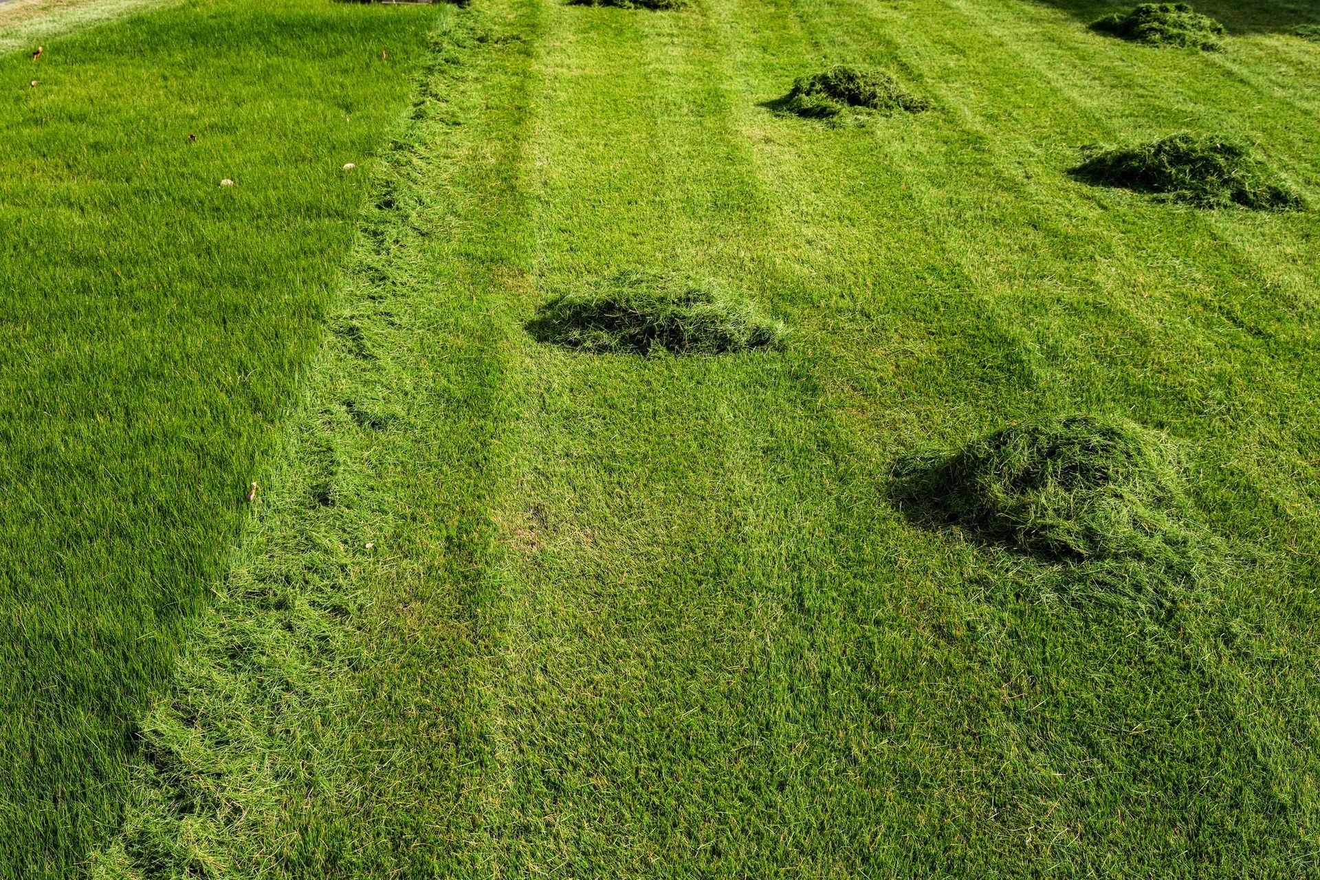 Piles of fresh cut grass - Lawn Care, Lawn Care Services