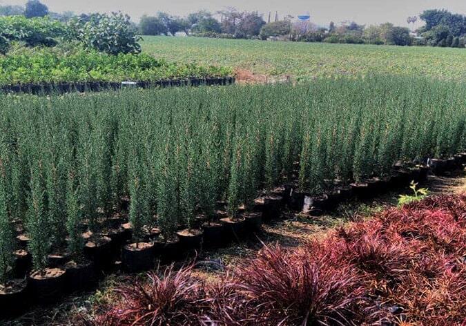 JARDINES MARLID