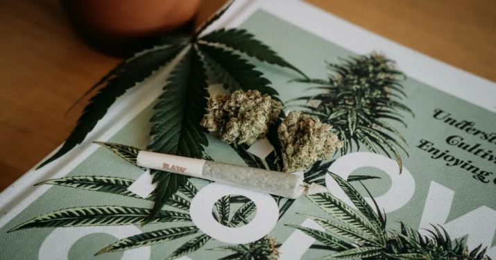 Close-up of cannabis buds and leaves on a green-tinted magazine page with white scissors nearby