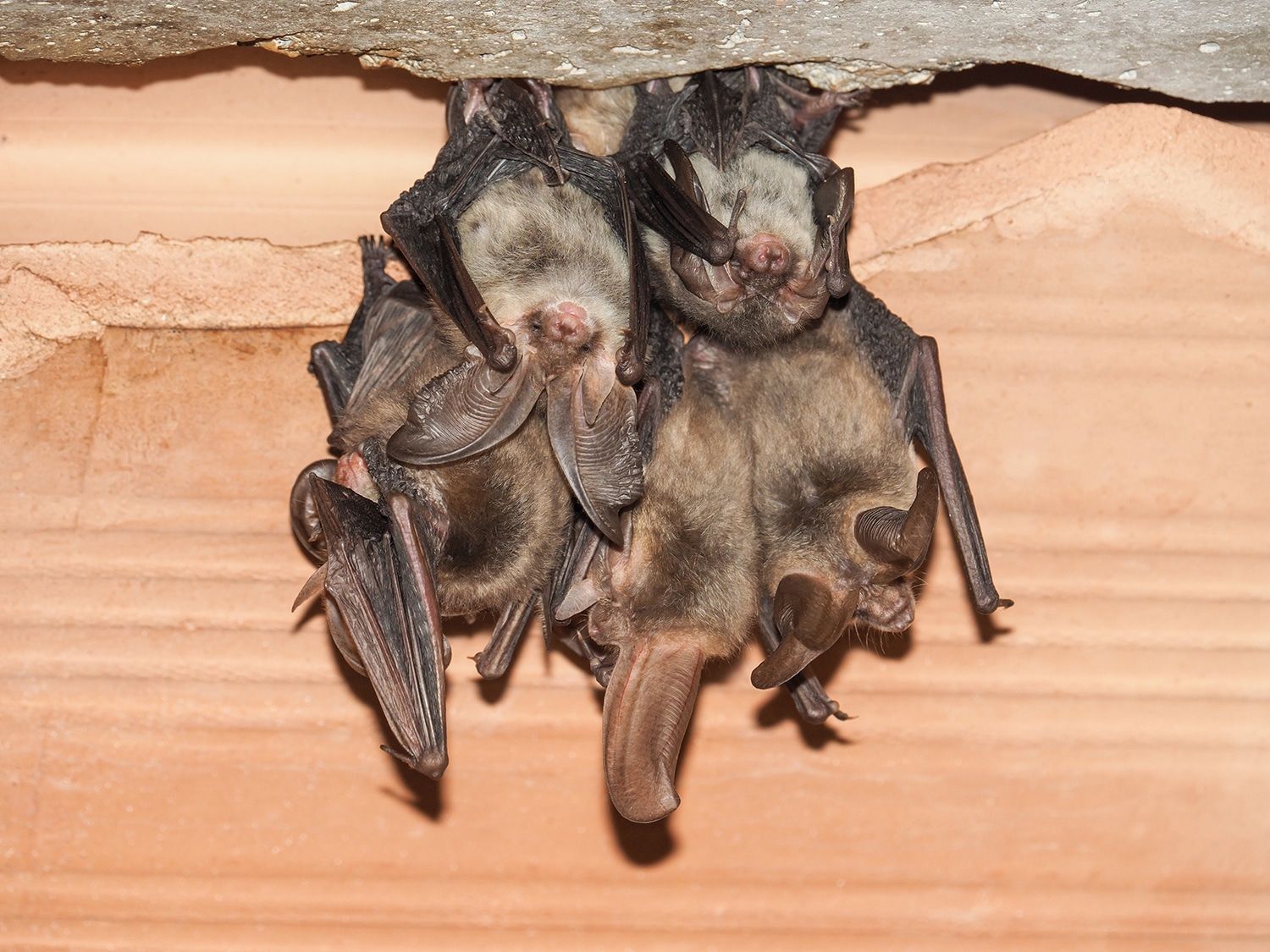 Are Bats Dangerous? Understanding the Health Risks