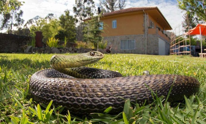 Are Snakes in Your Yard Dangerous?