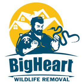 A logo for bigheart wildlife removal shows a man holding a snake