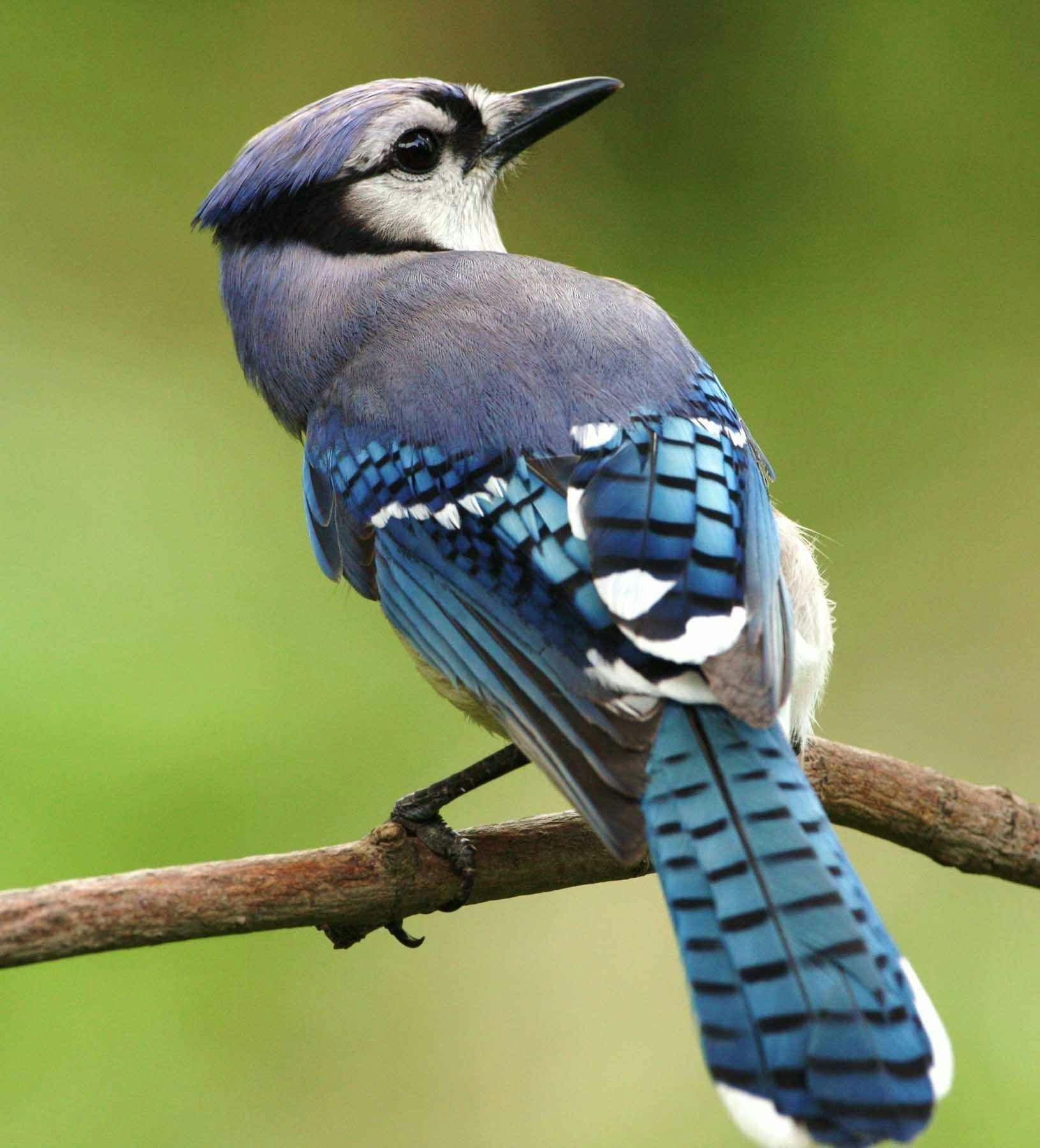 Effective Bird Control in Cumming, GA: Protect Your Property with Professional Help