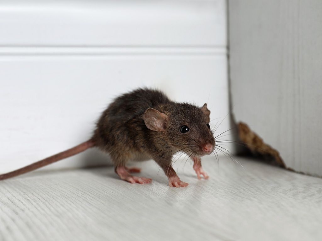 Common Mice Found in Cumming Homes