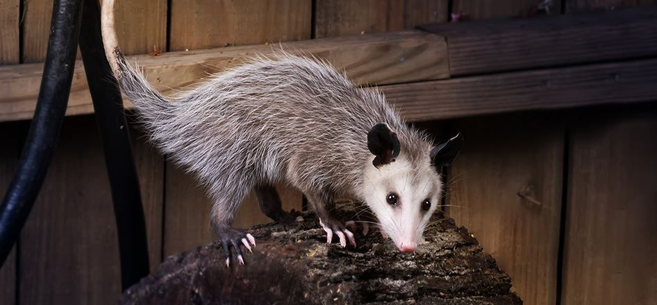 An opossum is standing on a rock next to a wooden fence.