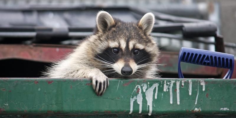 Effective Raccoon Prevention Tips