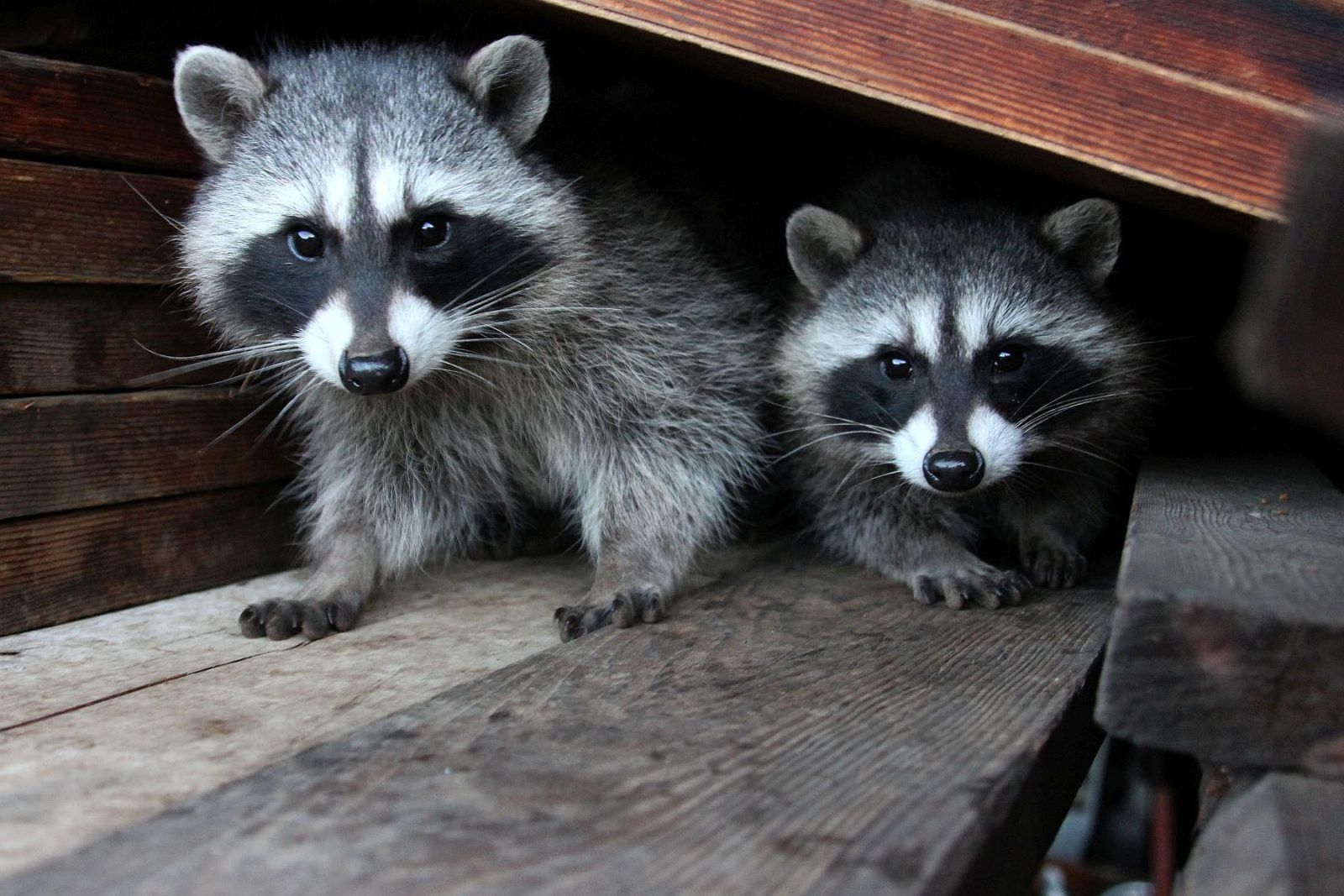 Health Risks of Raccoons