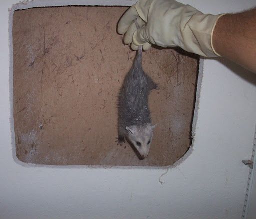 How Opossums Get Inside Homes in Cumming