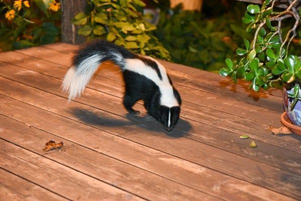 How to Keep Skunks Away: Proven Prevention Tips