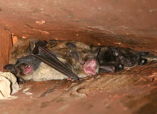 How to Prevent Bats from Entering Your Home