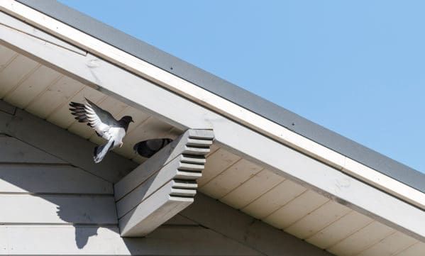 How to Prevent Birds from Nesting on Your Property