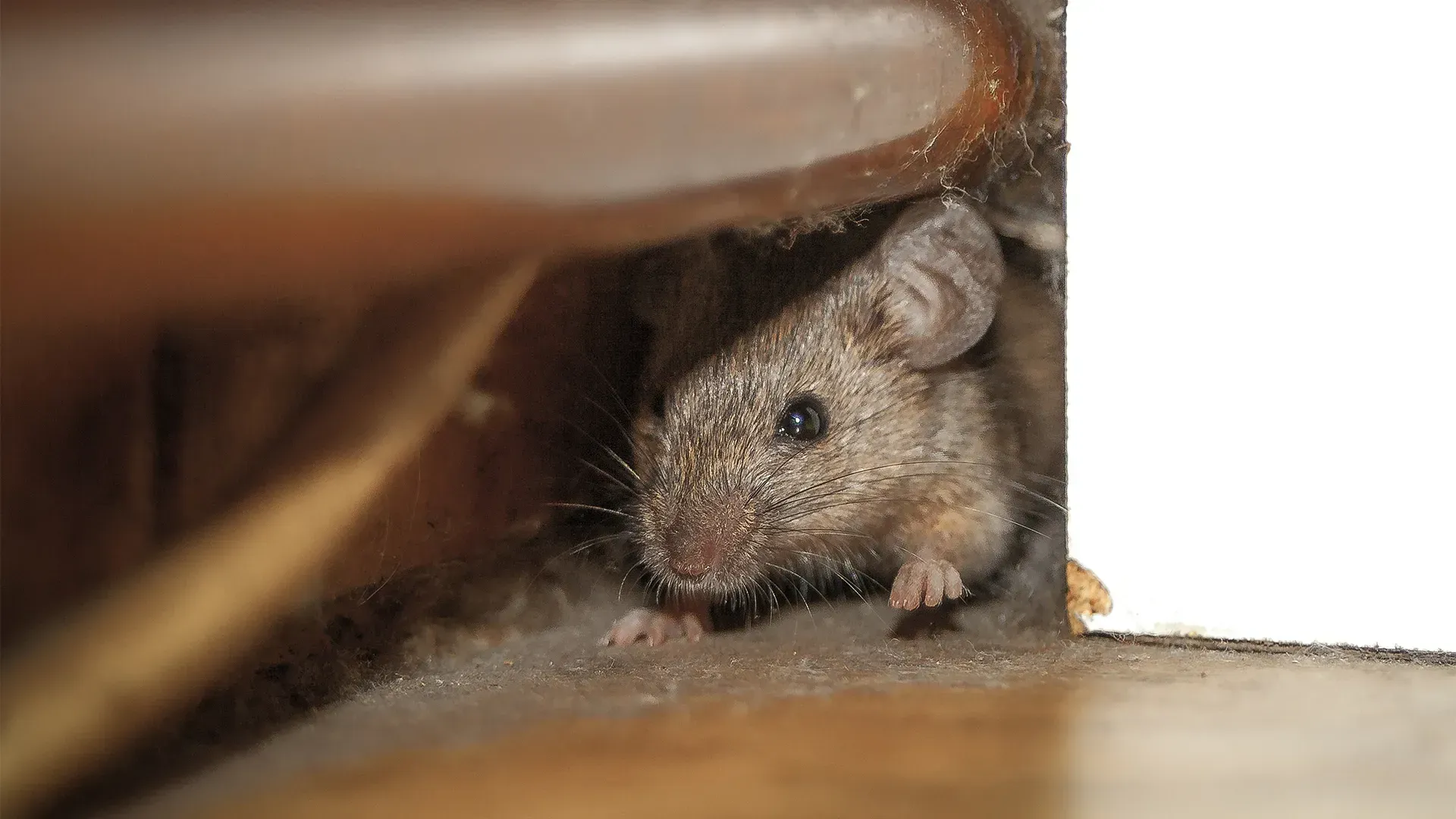 How to Prevent Mice from Invading Your Home