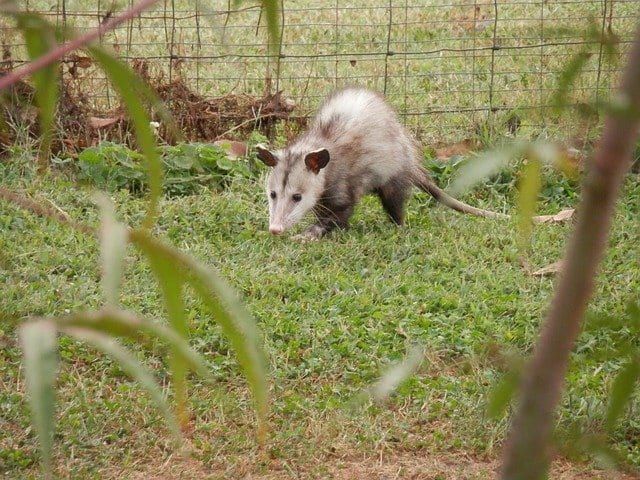 How to Prevent Opossum Infestations in Cumming