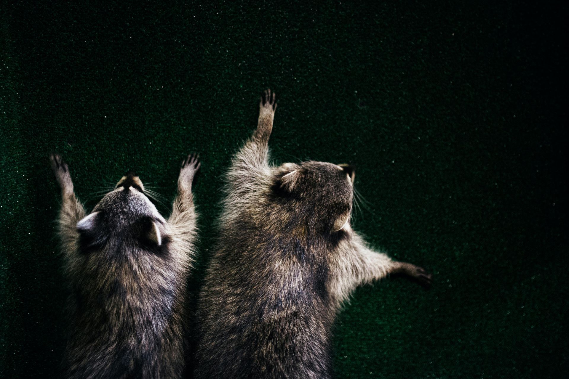 Two raccoons are standing next to each other with their arms in the air.