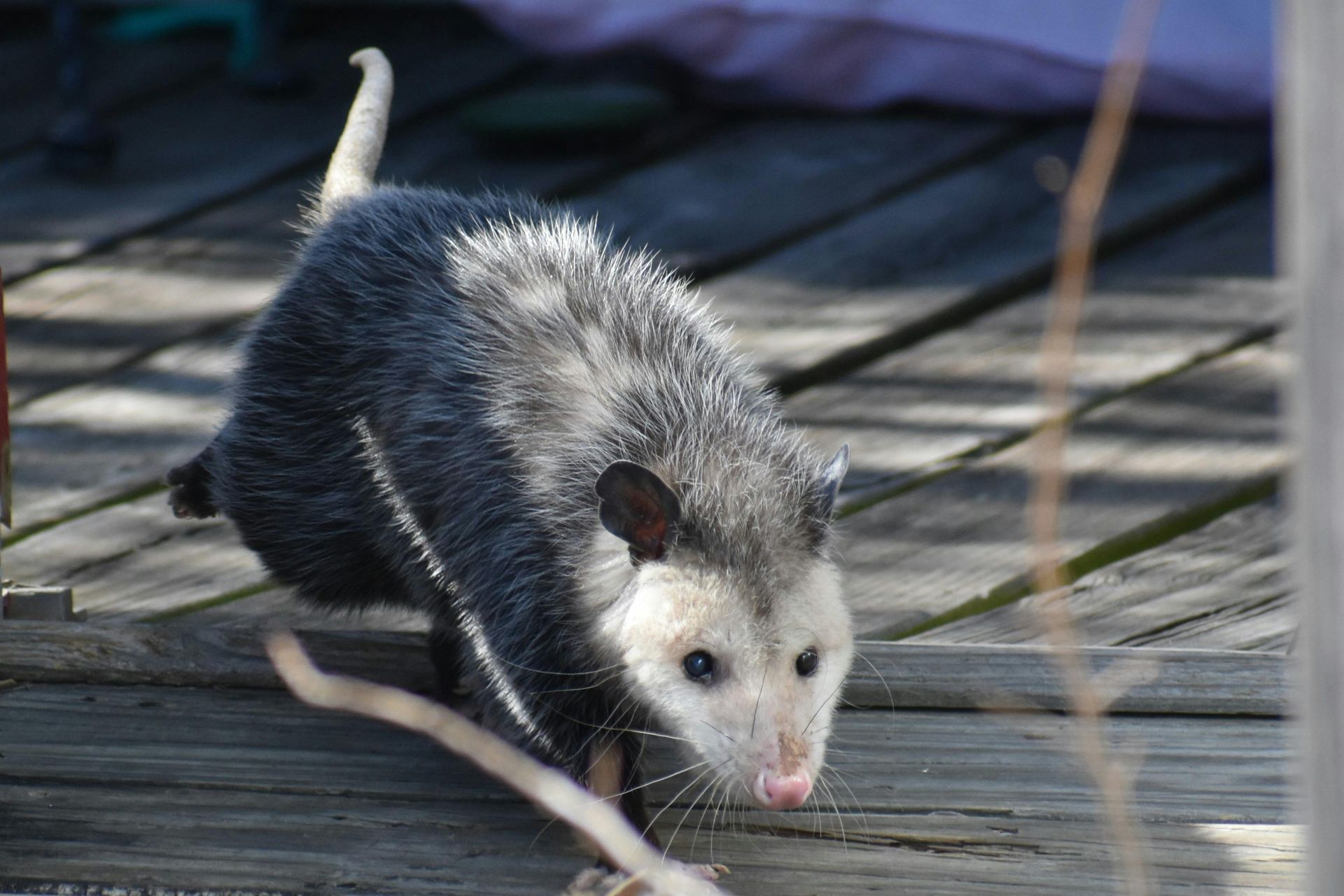 Opossum on a wooden deck, fur is gray and black, pink nose, tail curved.