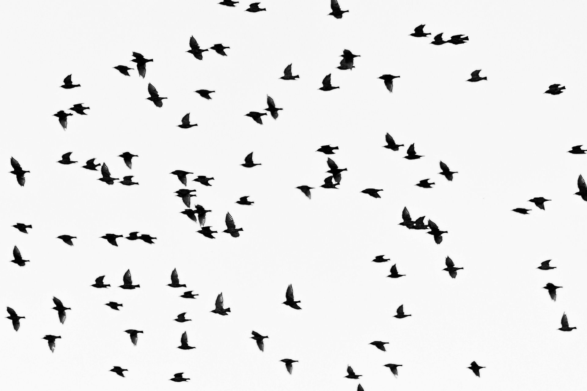 How to Identify a Pest Bird Infestation