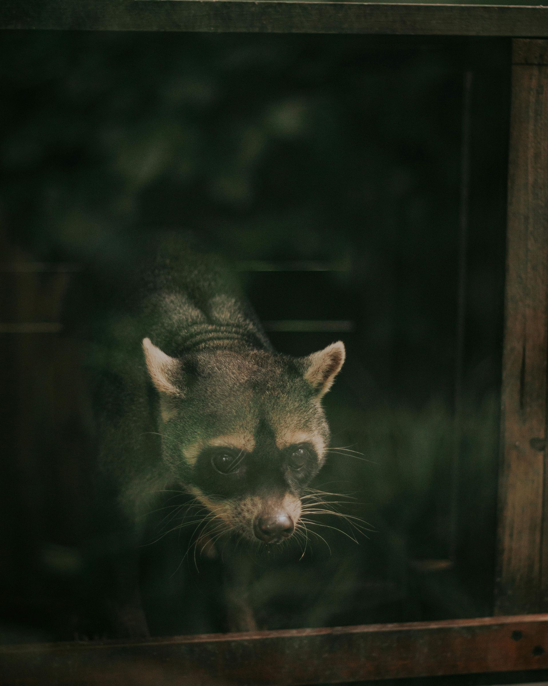 A raccoon is looking out of a window in a dark room.