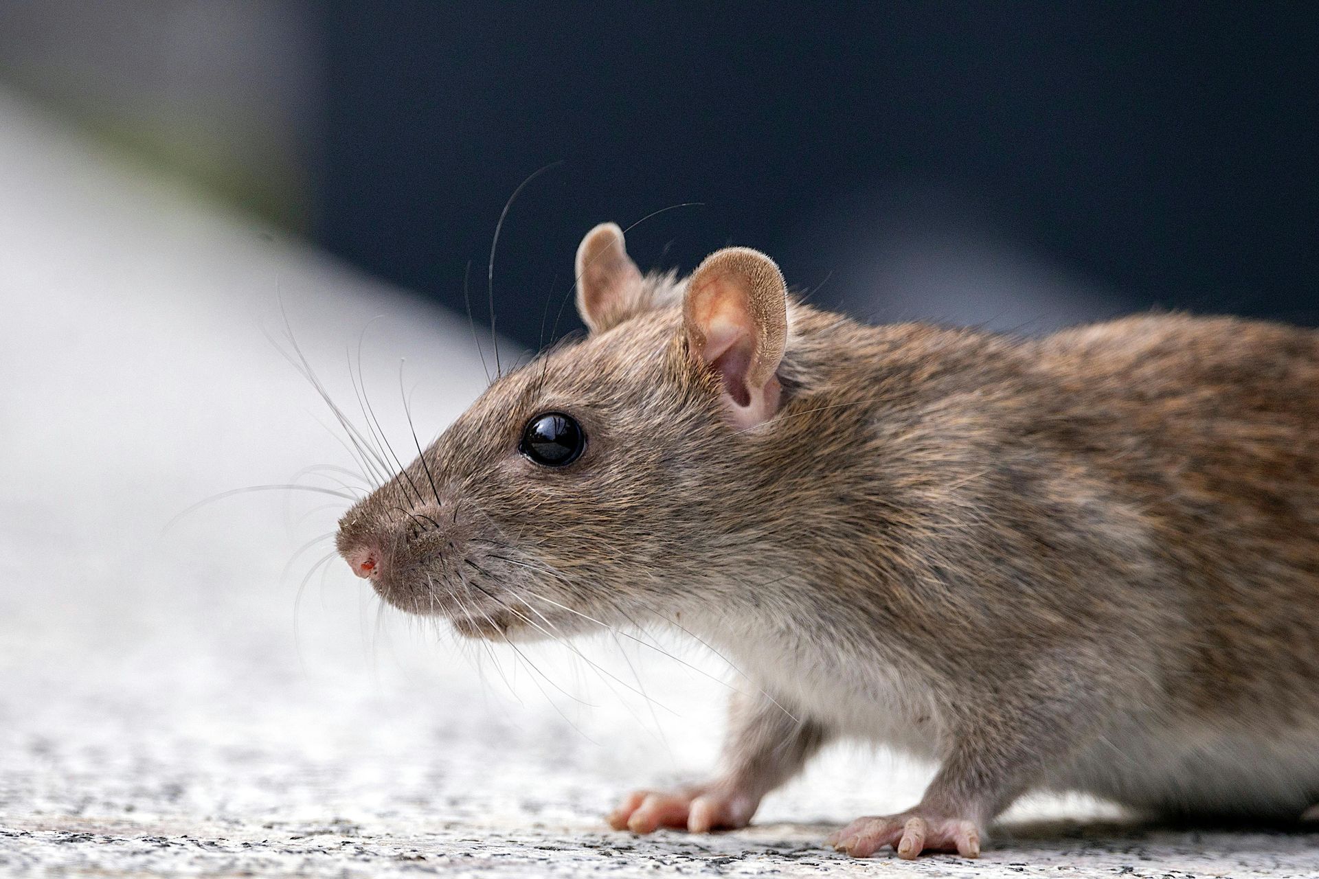 How to Identify a Rat Infestation in Cumming