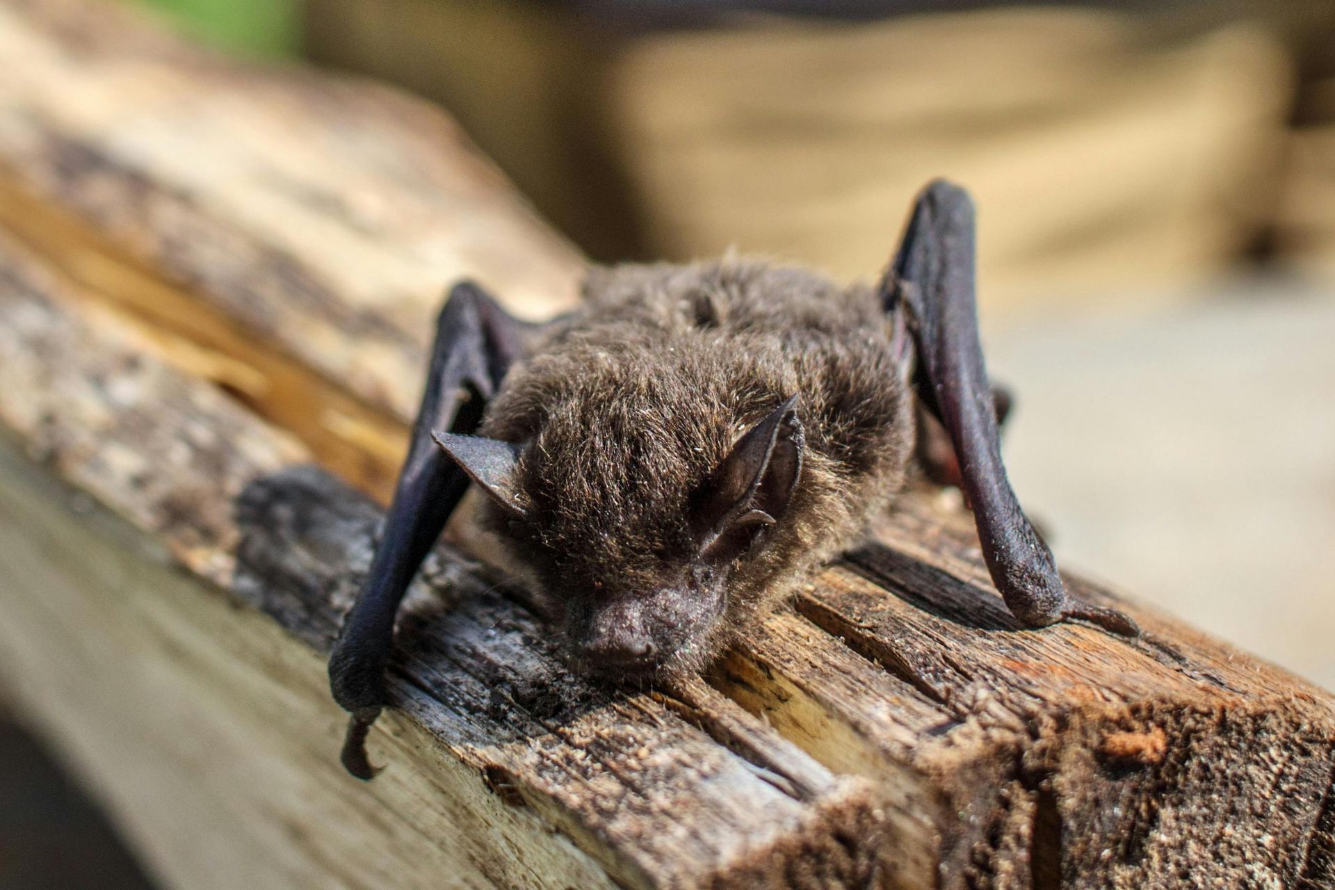 Bat resting on a weathered wooden board, brown fur, black wings, outdoors.