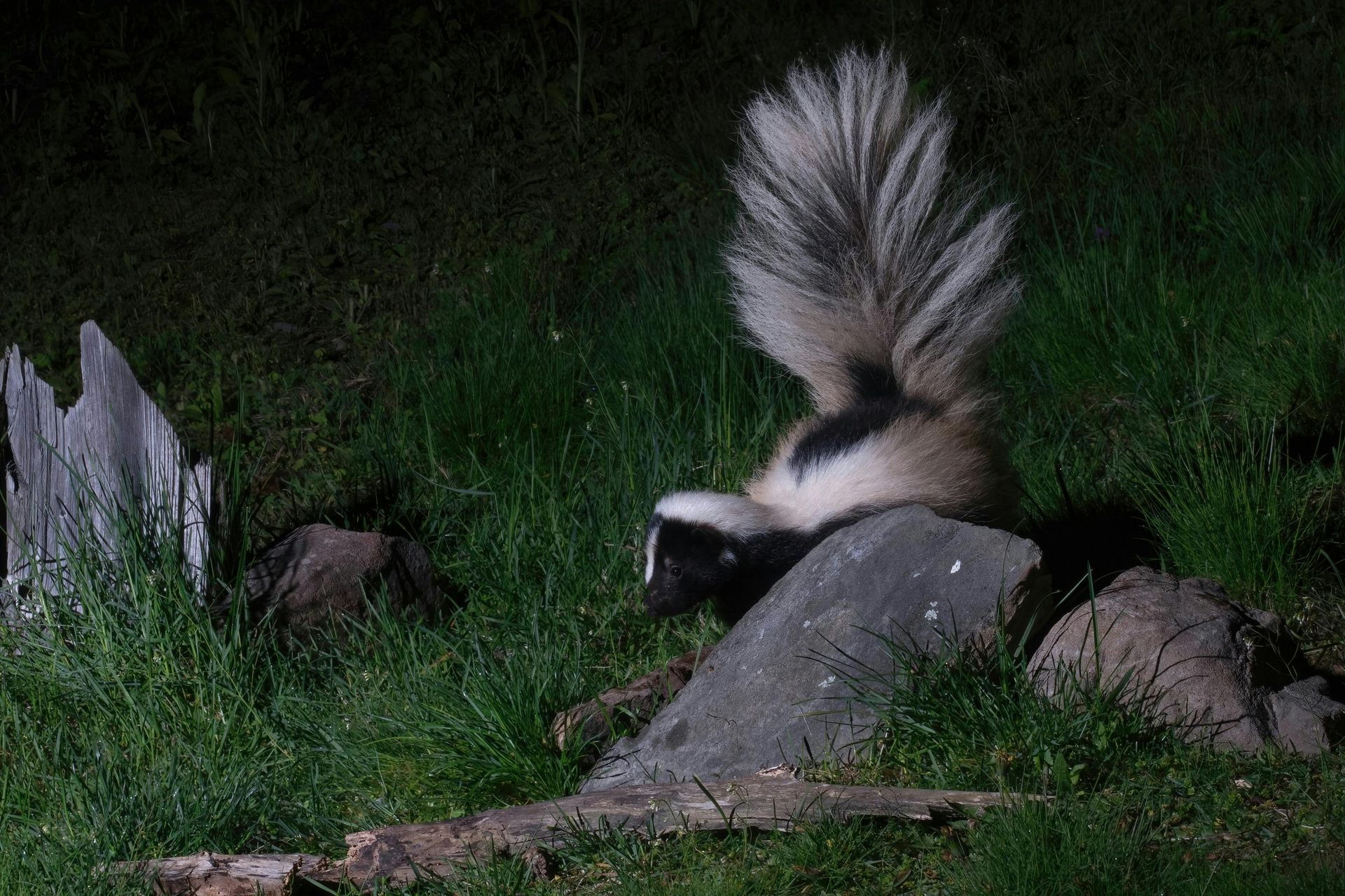 Skunk Control in Cumming: What Every Homeowner Needs to Know
