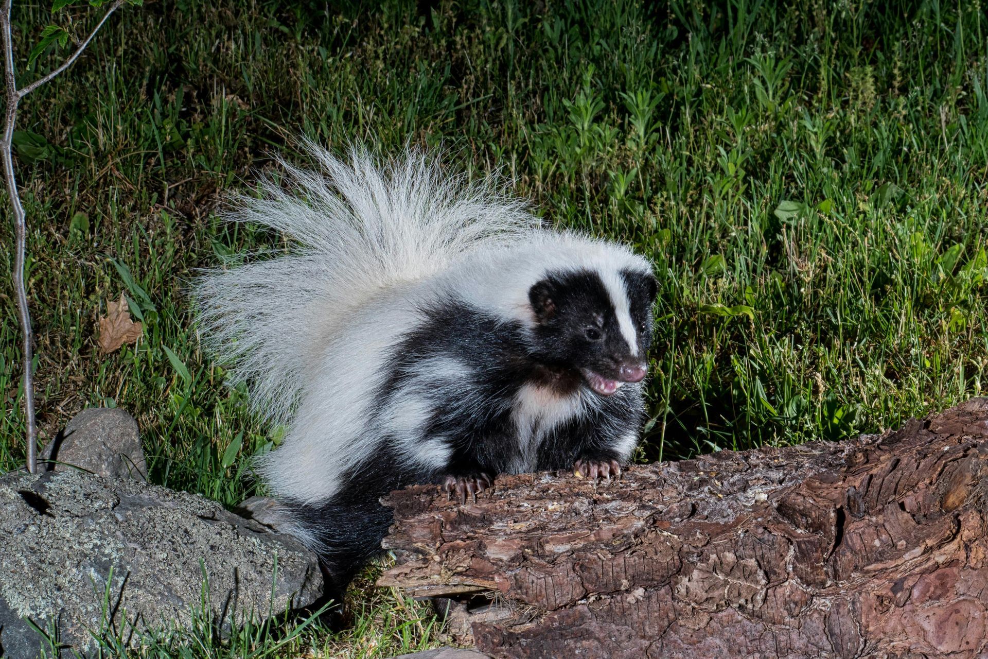A black and white skunk is standing on a log in the grass.