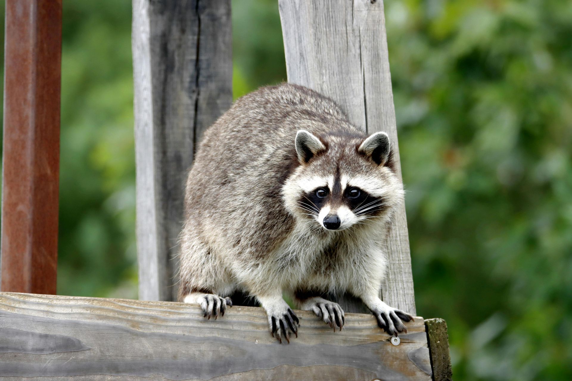 Raccoon Control in Cumming: How to Keep These Mischievous Pests Away