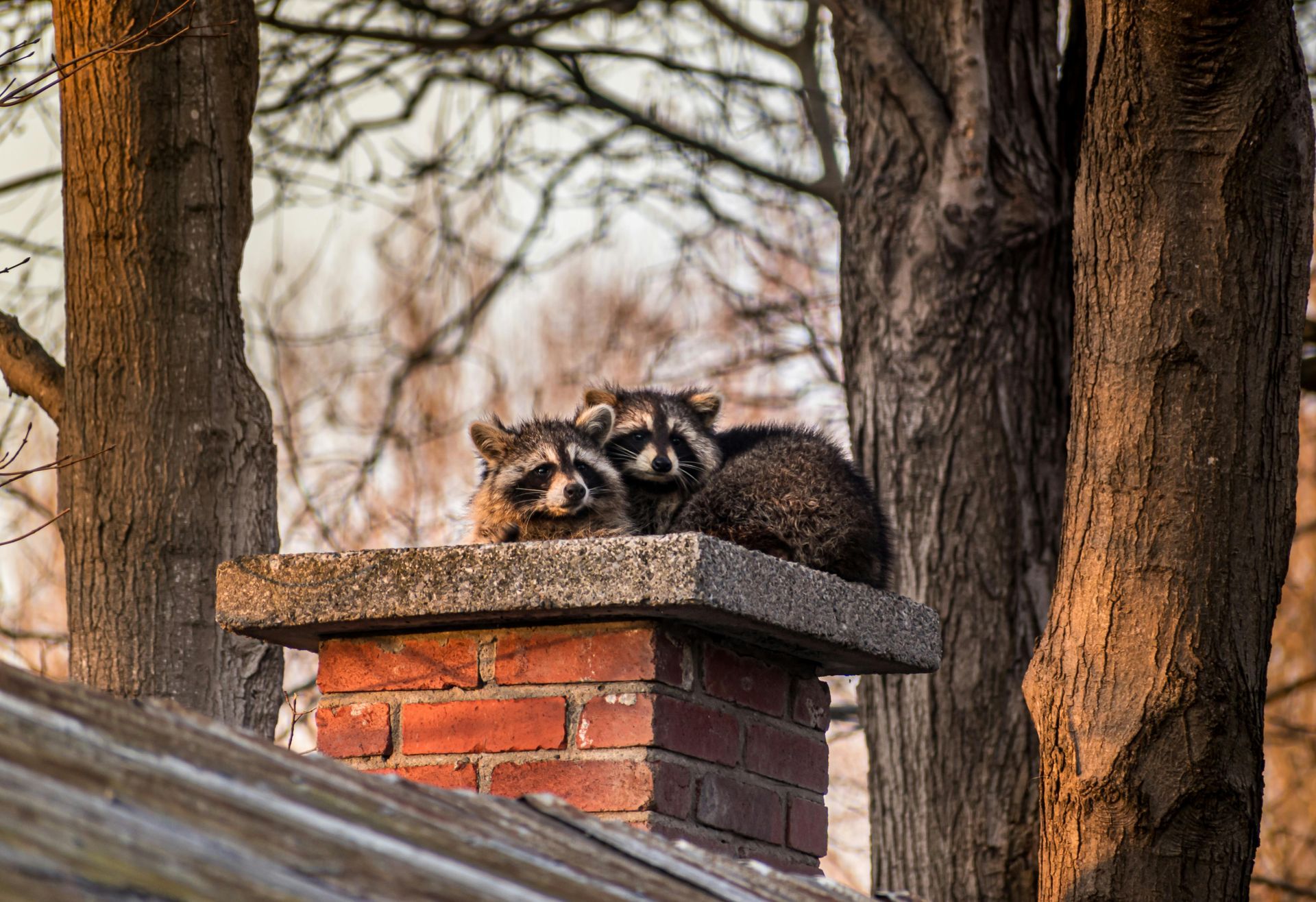 Two raccoons are sitting on top of a brick chimney.