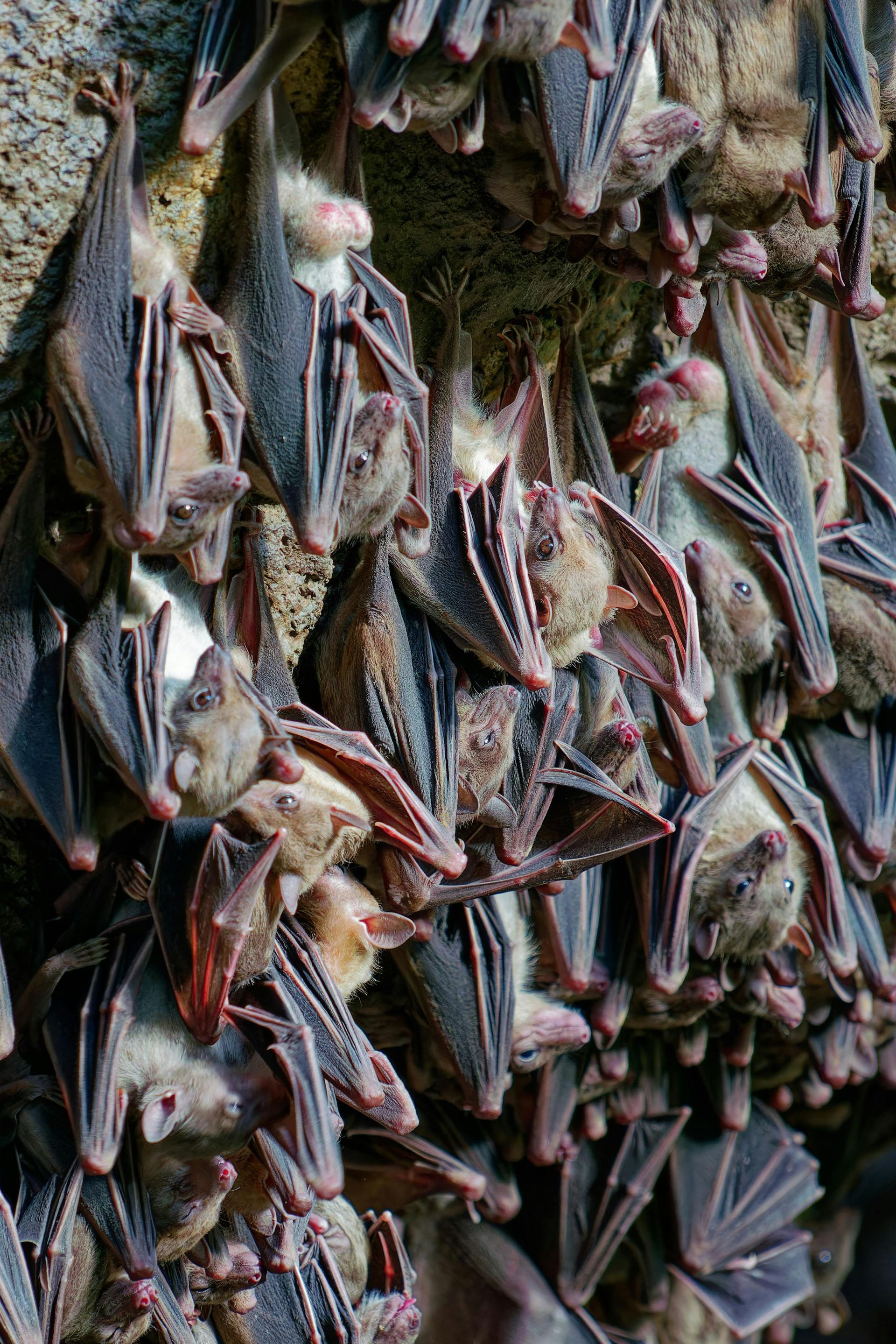 Bat Removal in Cumming, GA: How to Keep Your Home Bat-Free