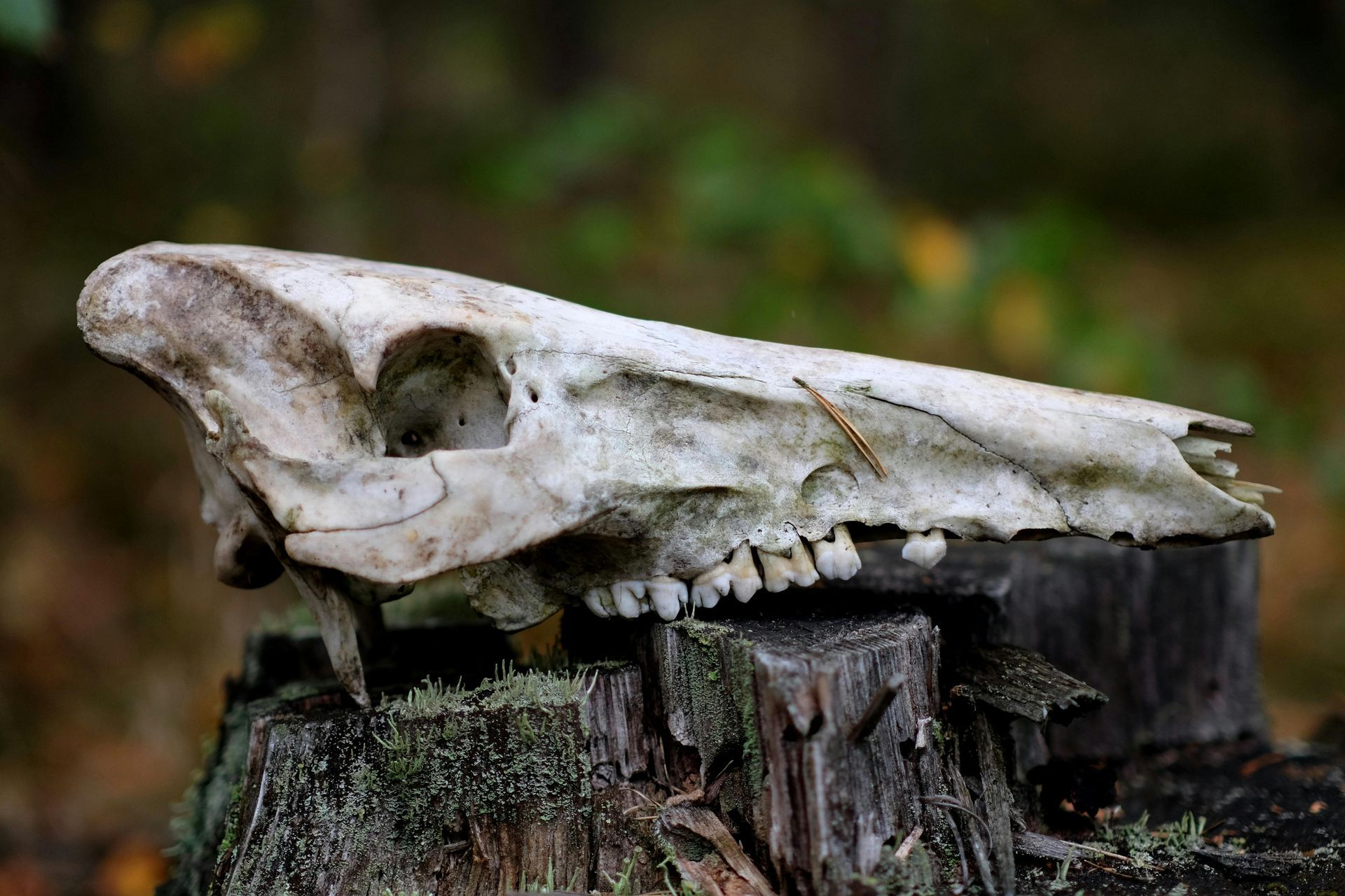 A skull is sitting on top of a tree stump.