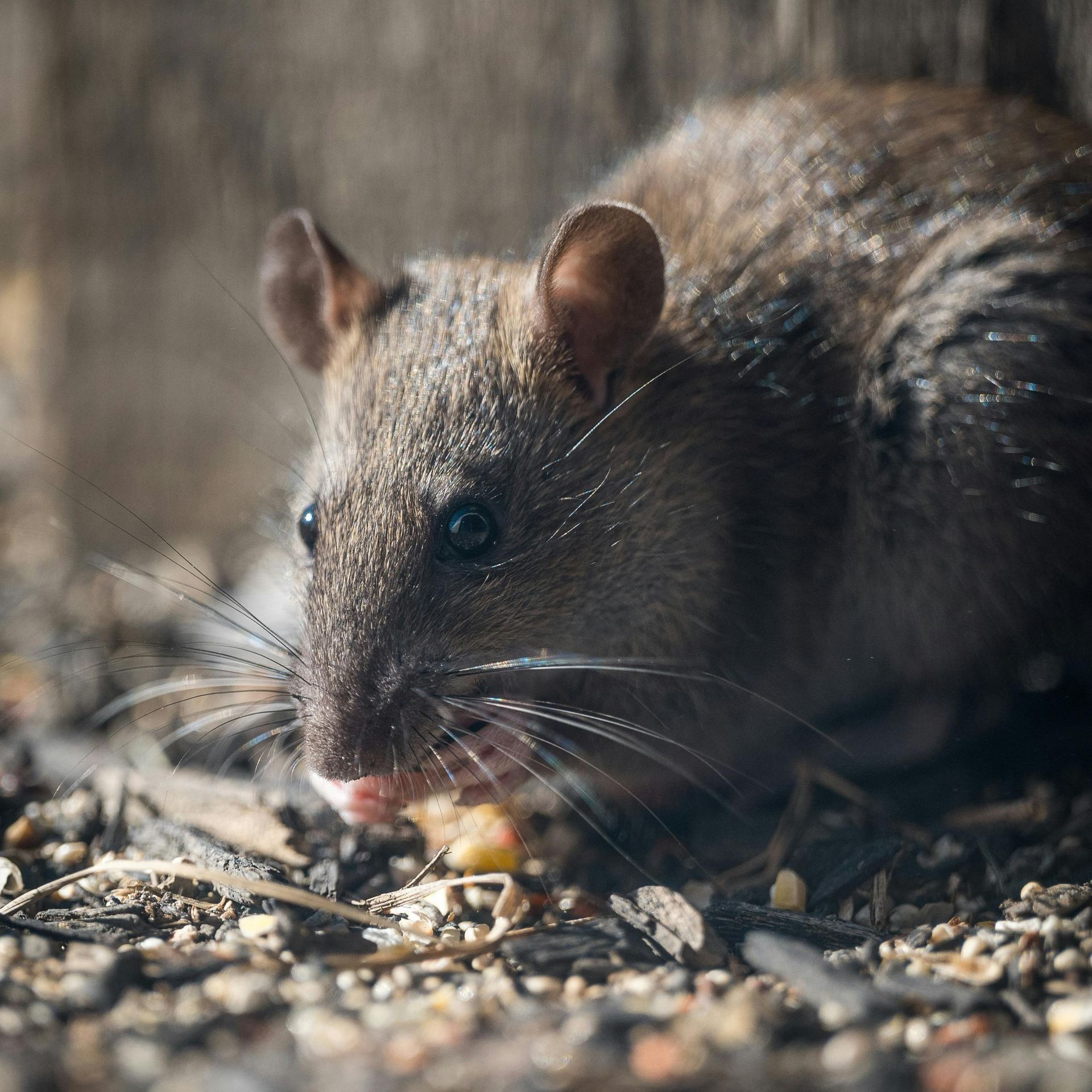 A close up of a mouse eating food on the ground.