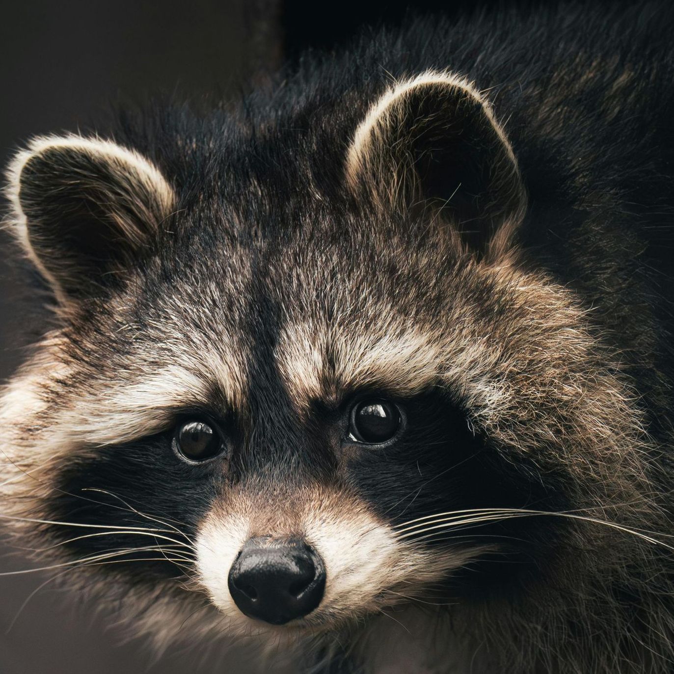 A raccoon is looking out of a window in a dark room.