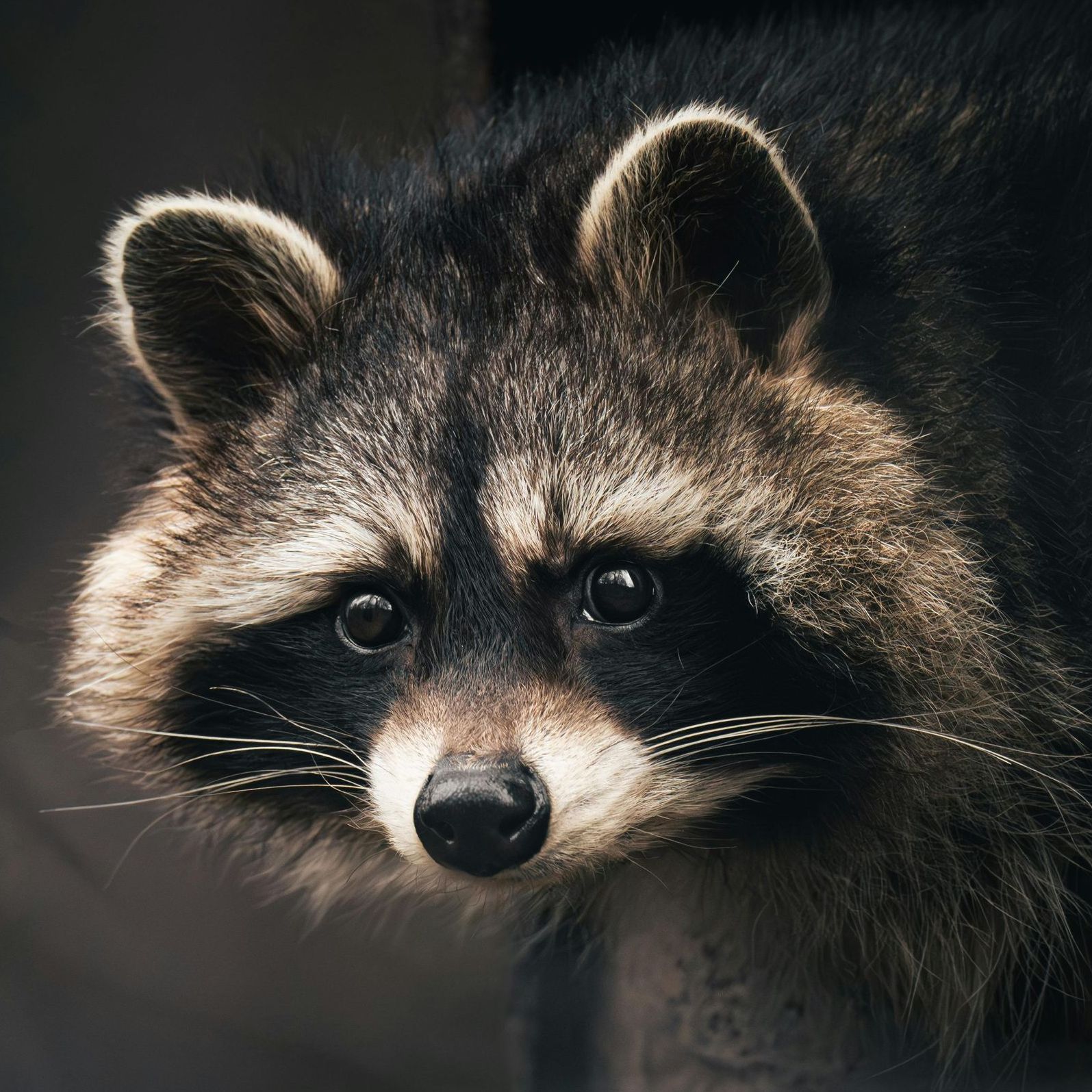 A close up of a raccoon looking at the camera