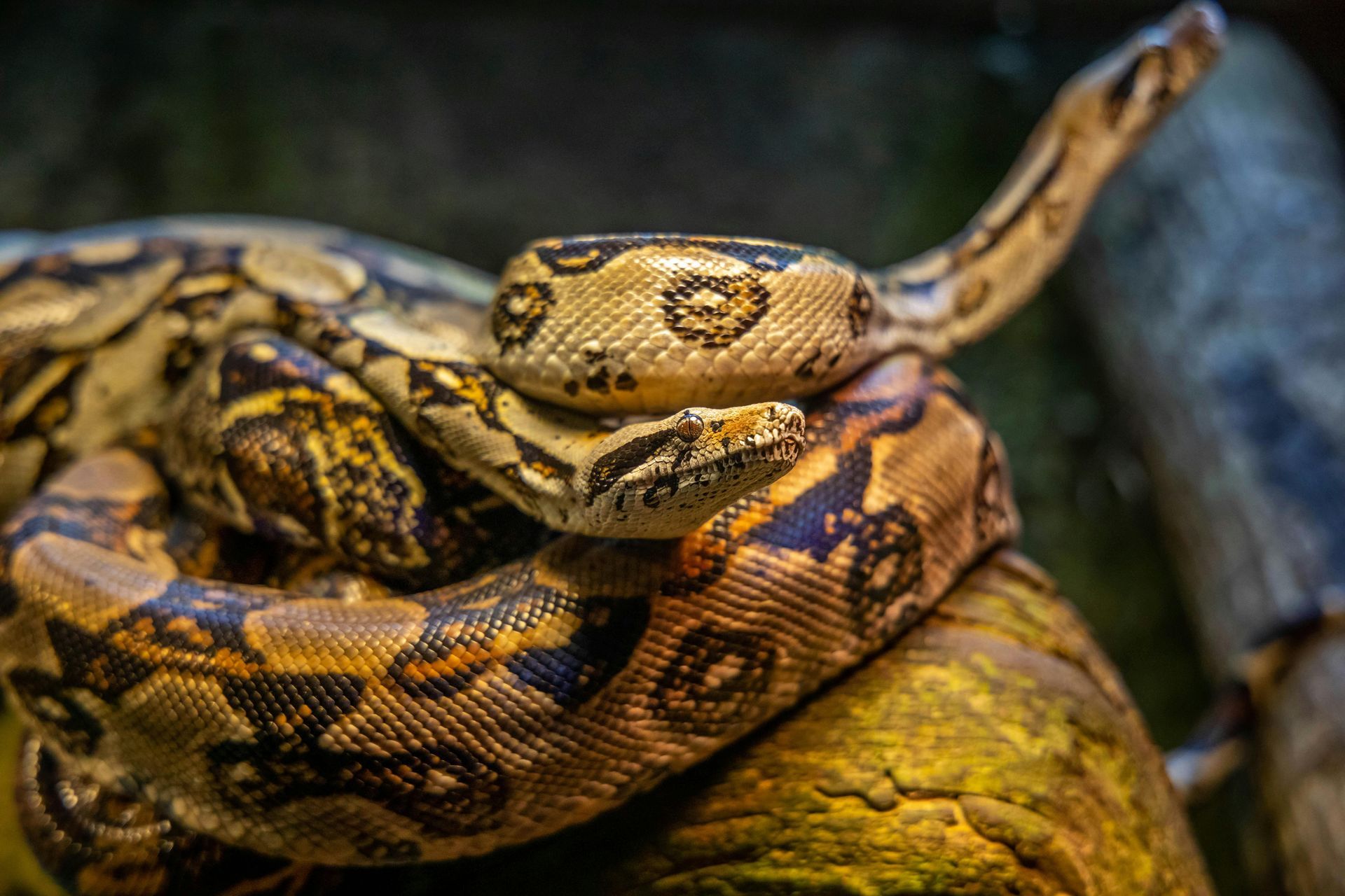 How to Keep Snakes Away from Your Yard in Cumming, GA