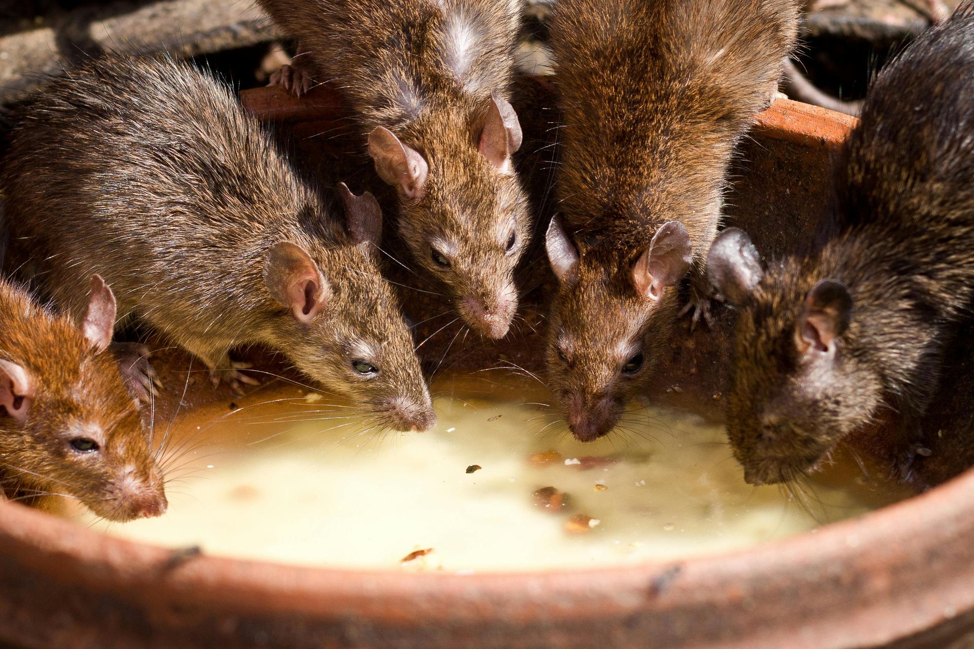 Rat Control in Cumming, GA: How to Identify, Prevent, and Eliminate Infestations