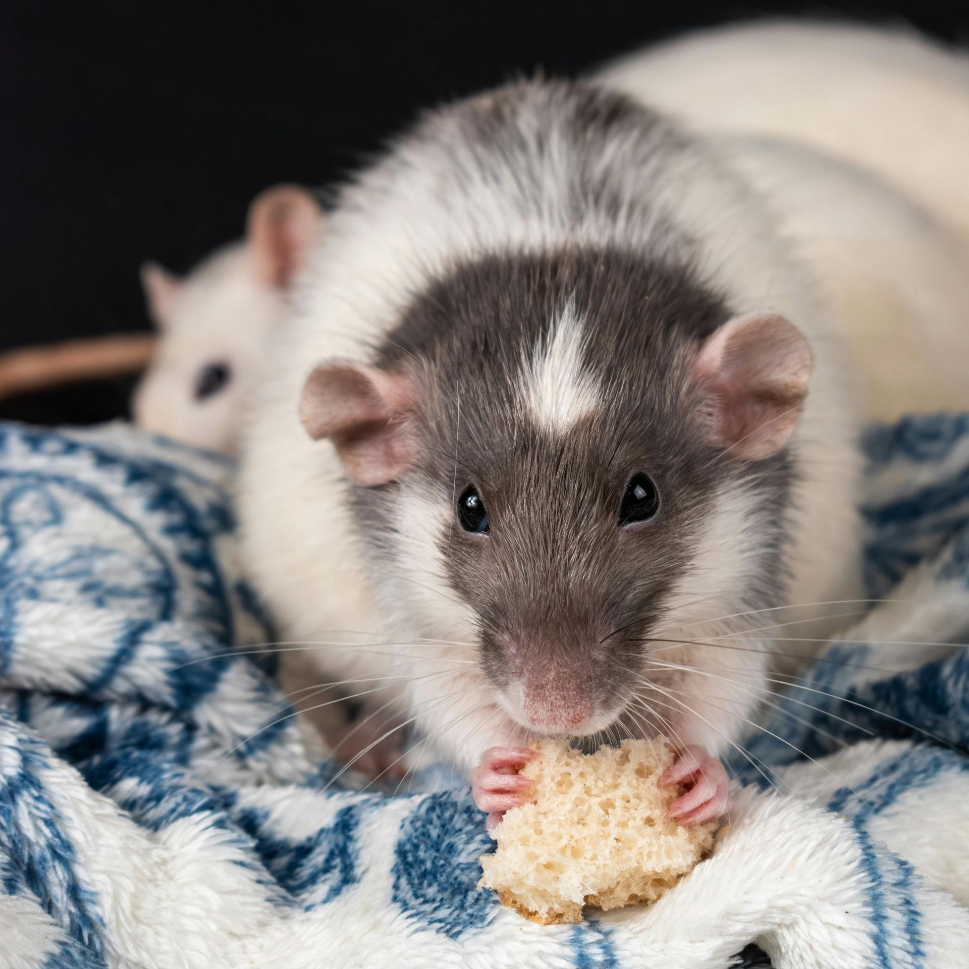 A rat is eating a piece of bread on a blanket