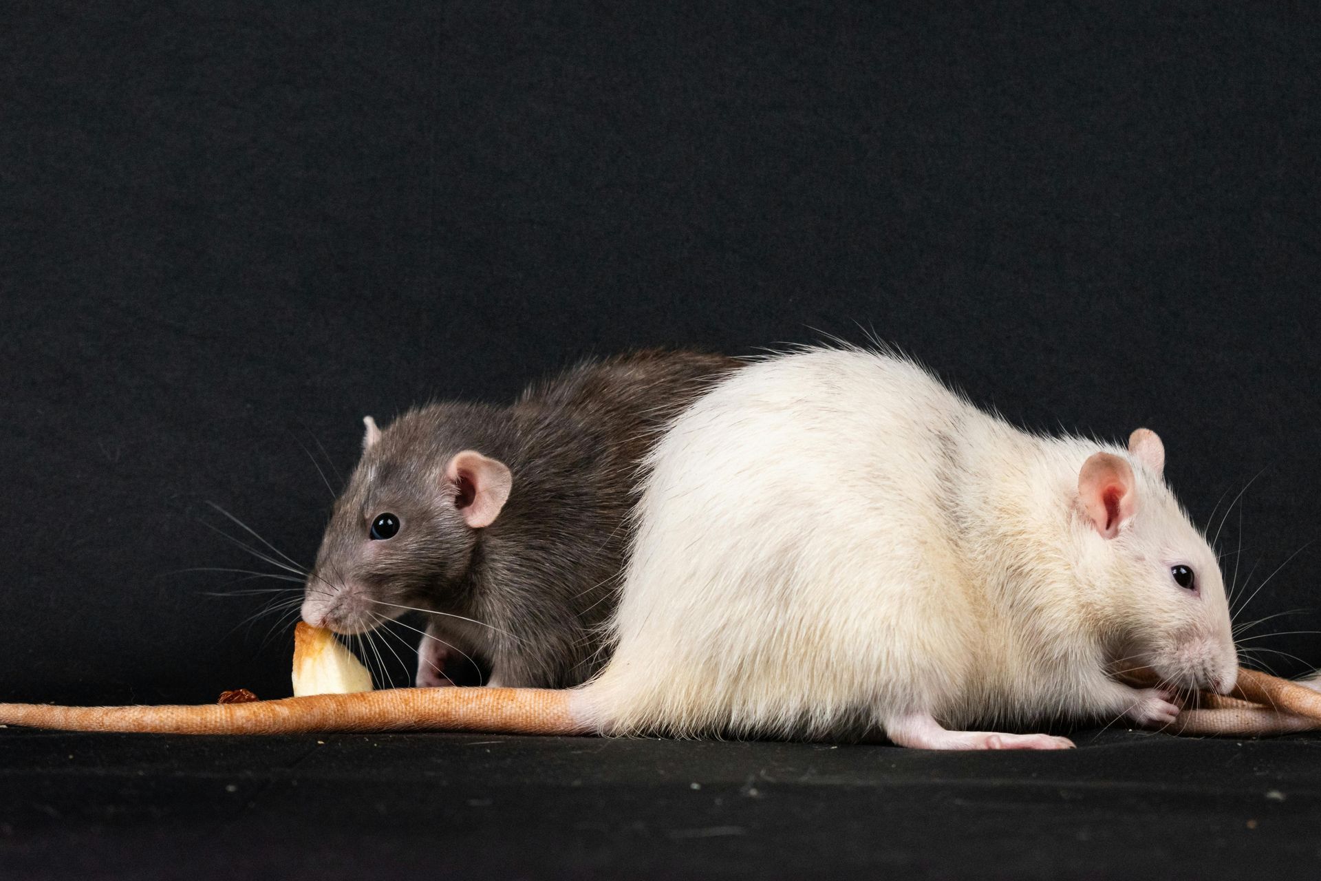 Two rats are eating an apple on a black background.