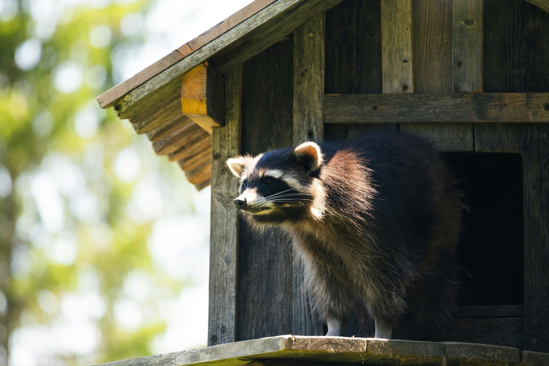 A raccoon is standing on top of a wooden birdhouse.