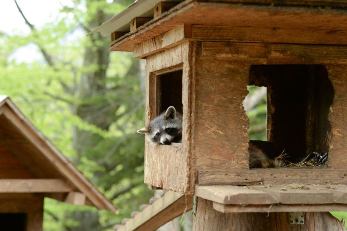 A raccoon is looking out of a wooden house in the backyard of an Atlanta home.