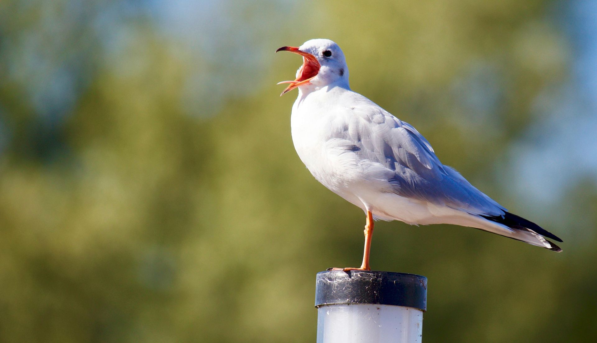 Signs You Have a Bird Problem on Your Property