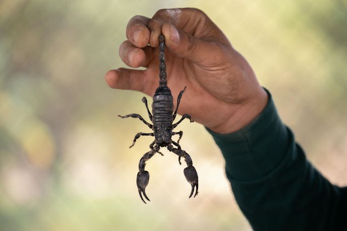 A person is holding a black scorpion in their hand.