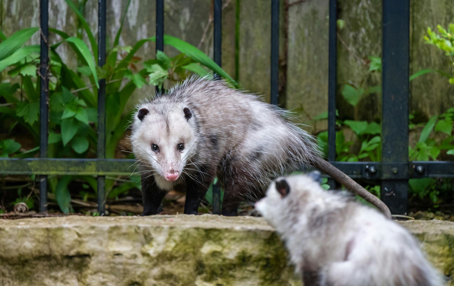 Opossums in Cumming, GA: How to Keep These Destructive Pests Away