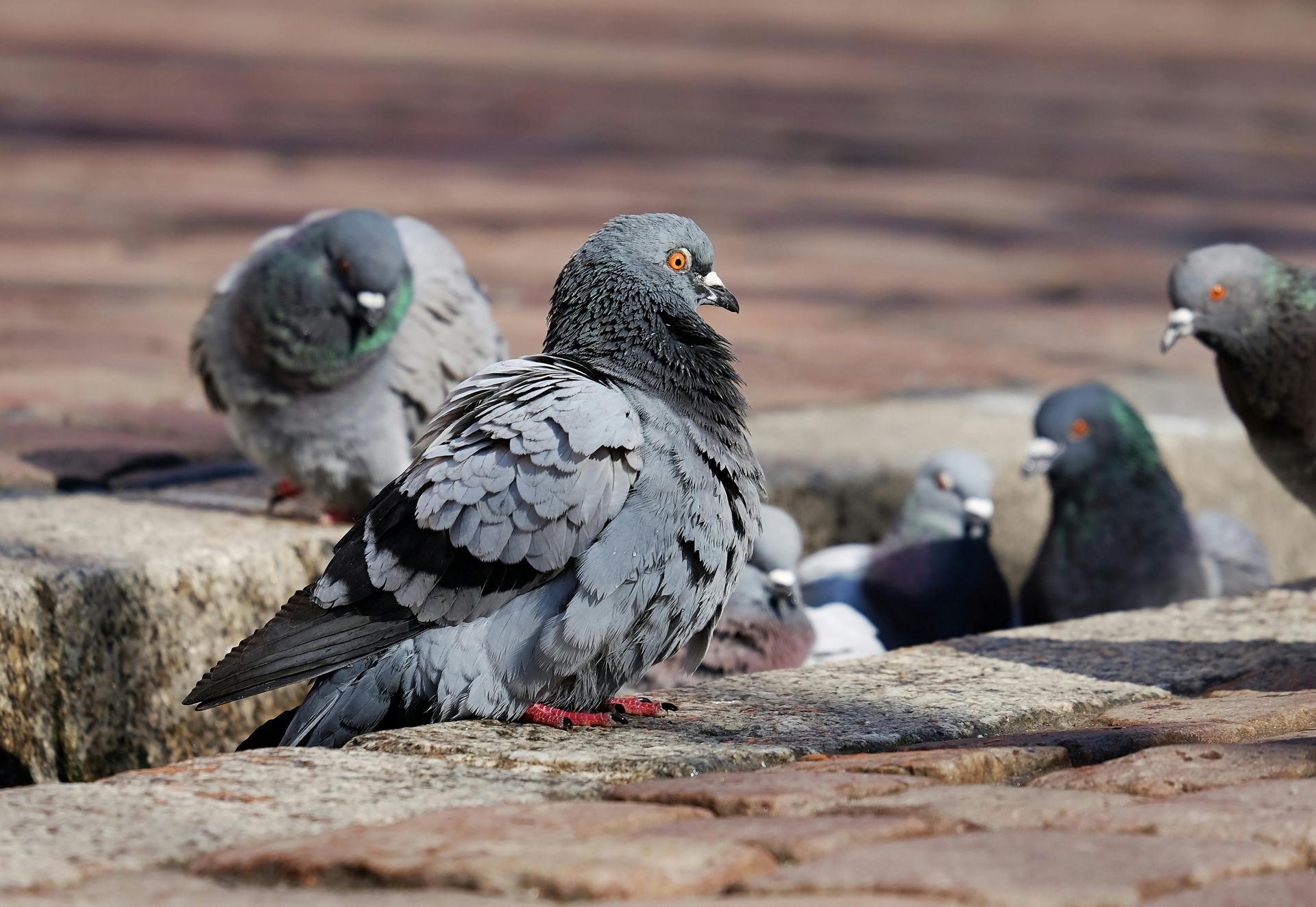 A group of pigeons are sitting on a brick sidewalk.