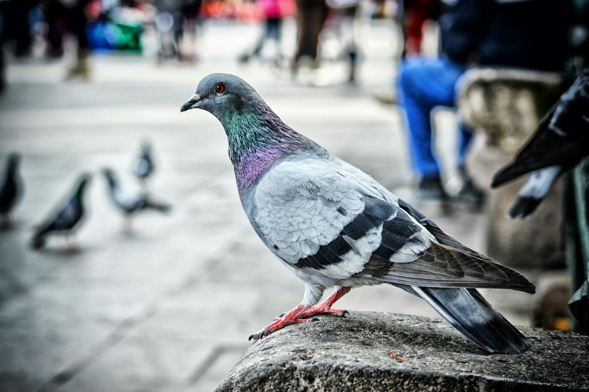 Professional Bird Control in Cumming: Say Goodbye to Pest Birds for Good