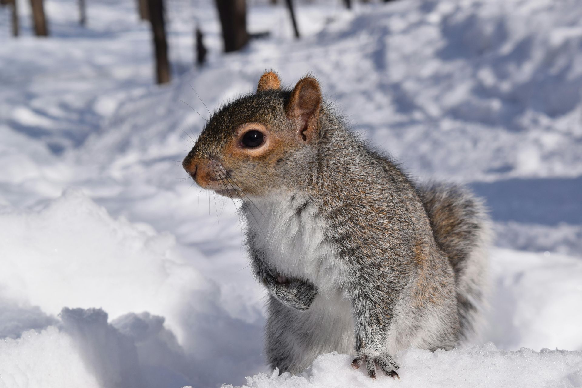 A squirrel is sitting in the snow looking at the camera.