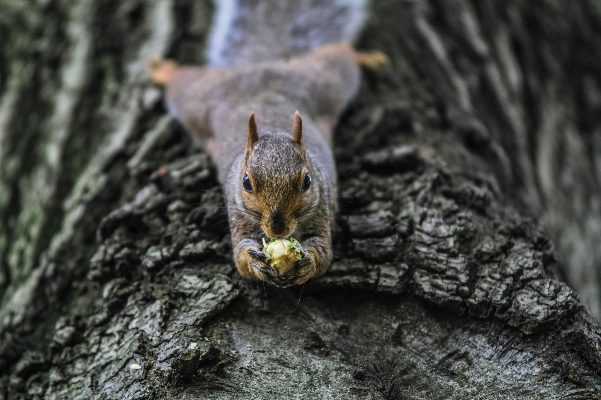 A squirrel is sitting on a tree trunk eating a nut.